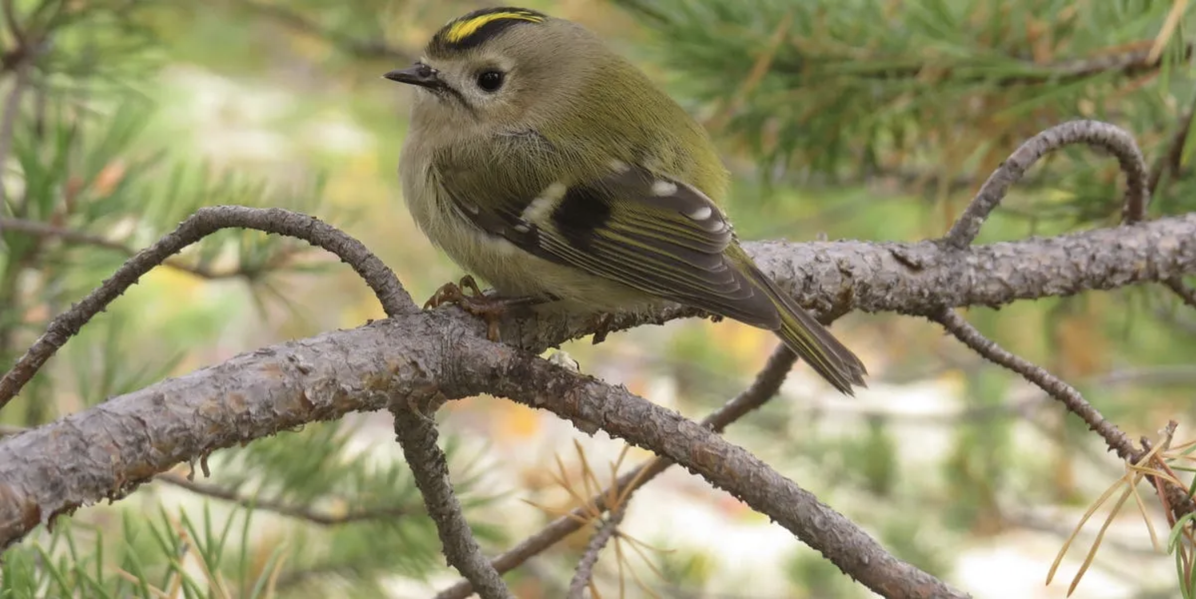A Major Climate Unknown: Natural Ecosystems
