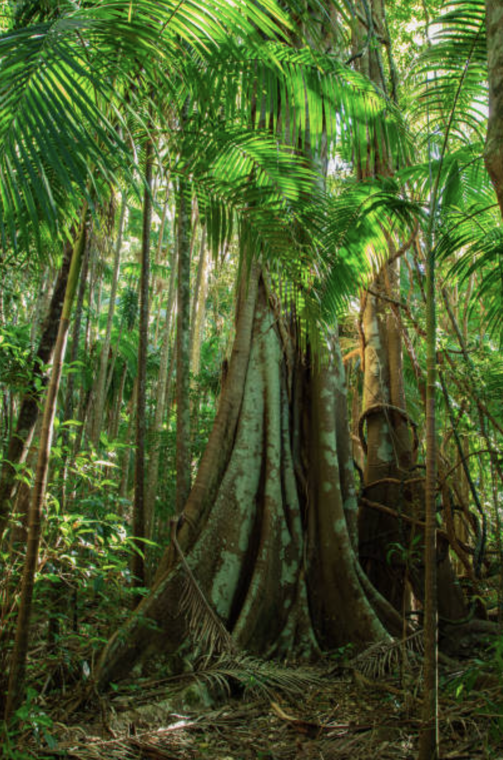 Tall rainforest trees