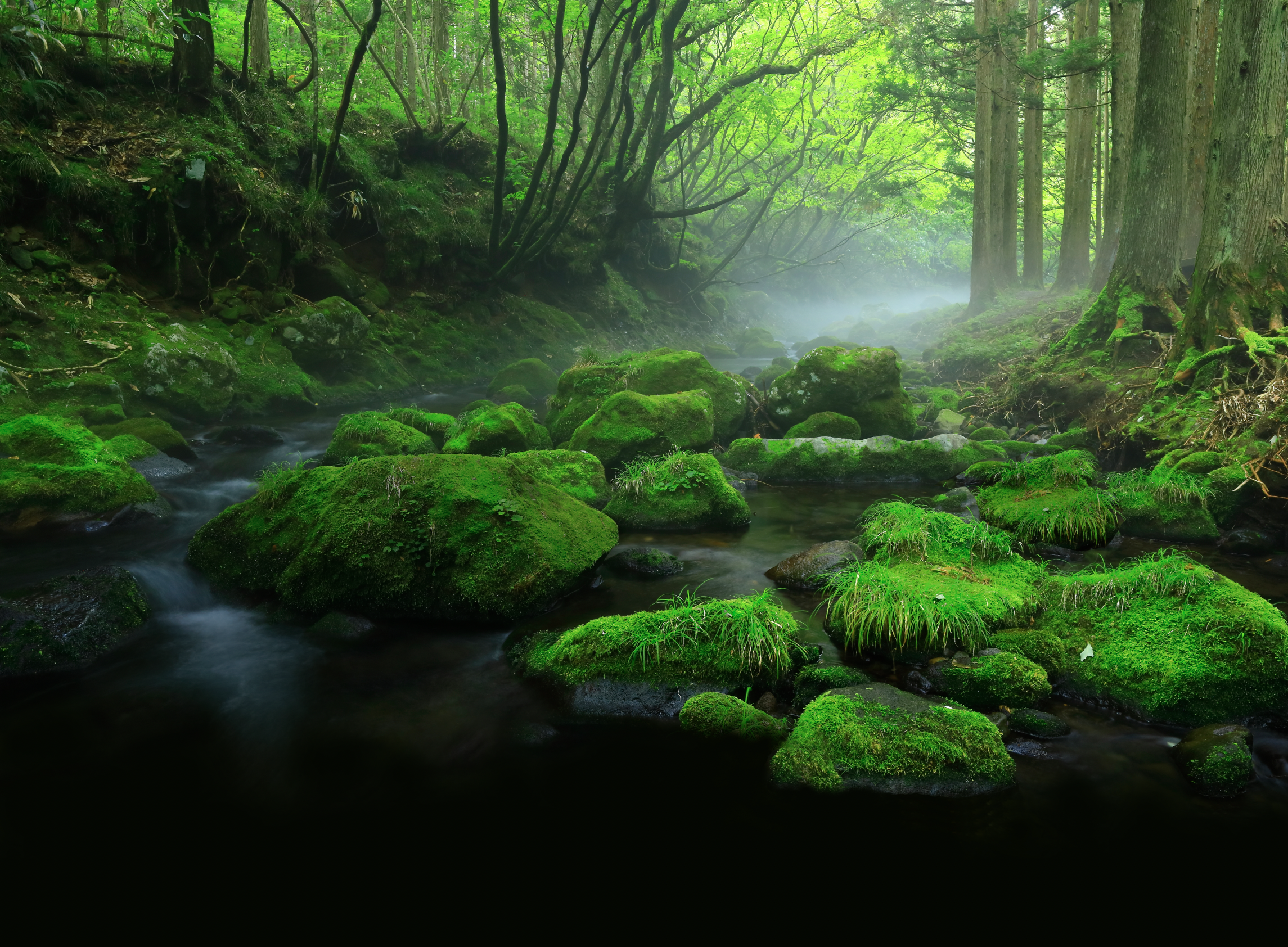Misty forest with moss-covered rocks and a stream