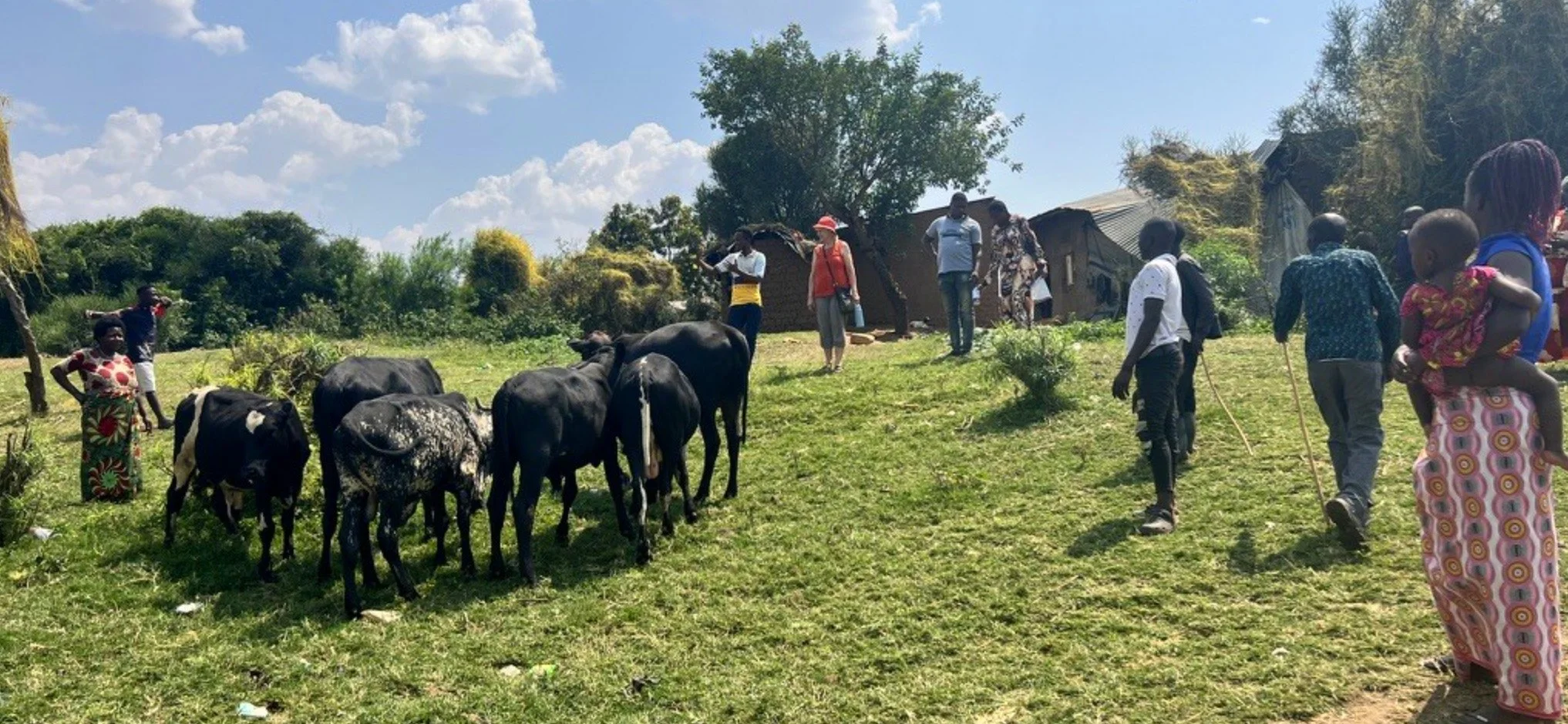Community members with cattle in the Nakivale Refugee Settlement